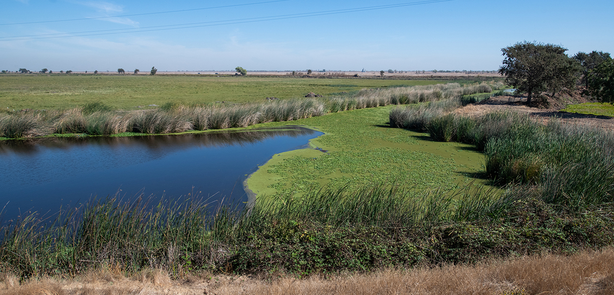 Habitat surrounding the future location of the Lookout Slough Tidal Restoration Project, located in the Cache Slough complex within the southern part of the Yolo Bypass in Solano County.