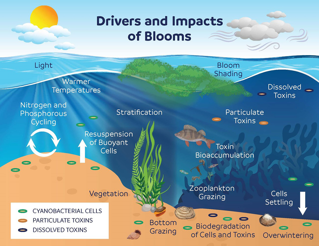 Bloom Or Bust Navigating The Wild Waters Of Harmful Algal Bloom 