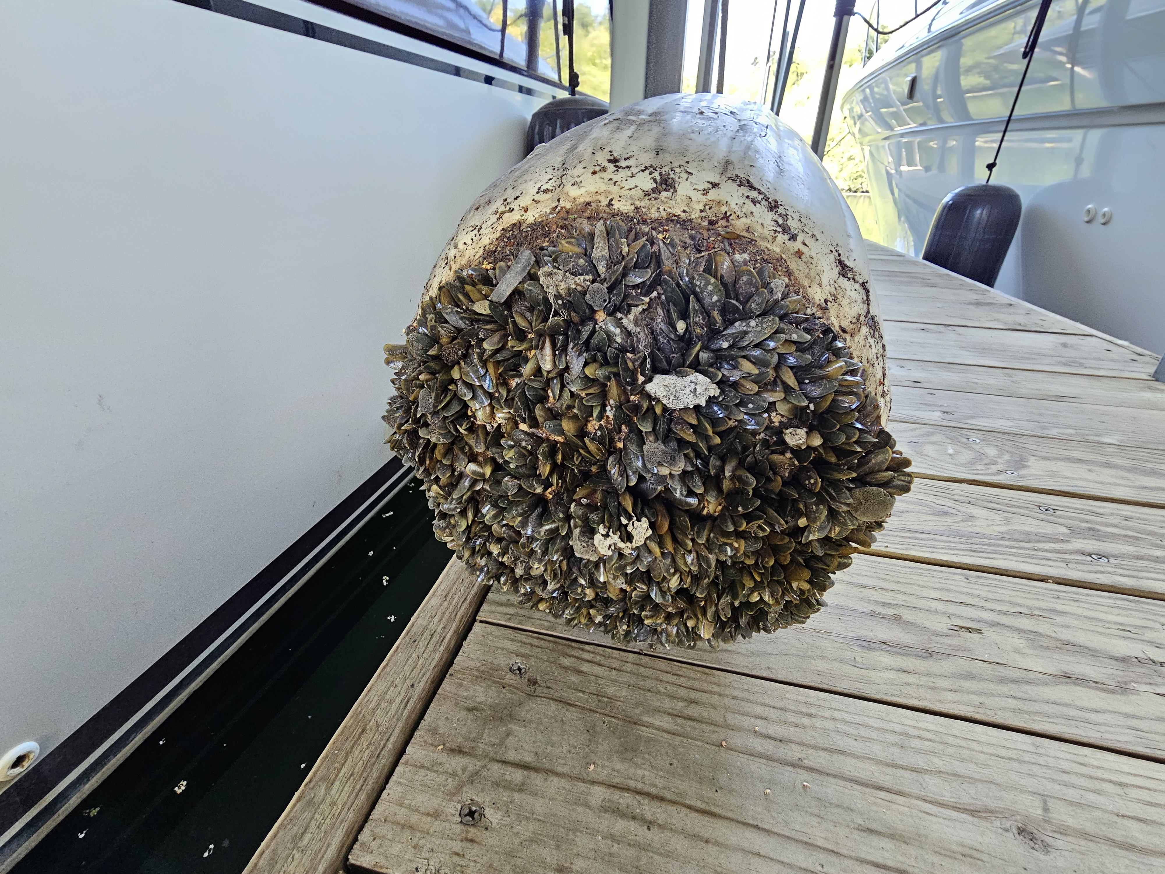 Golden mussels growing on a buoy at the Stockton Yacht Club. Credit: CA Department of Fish and Wildlife.