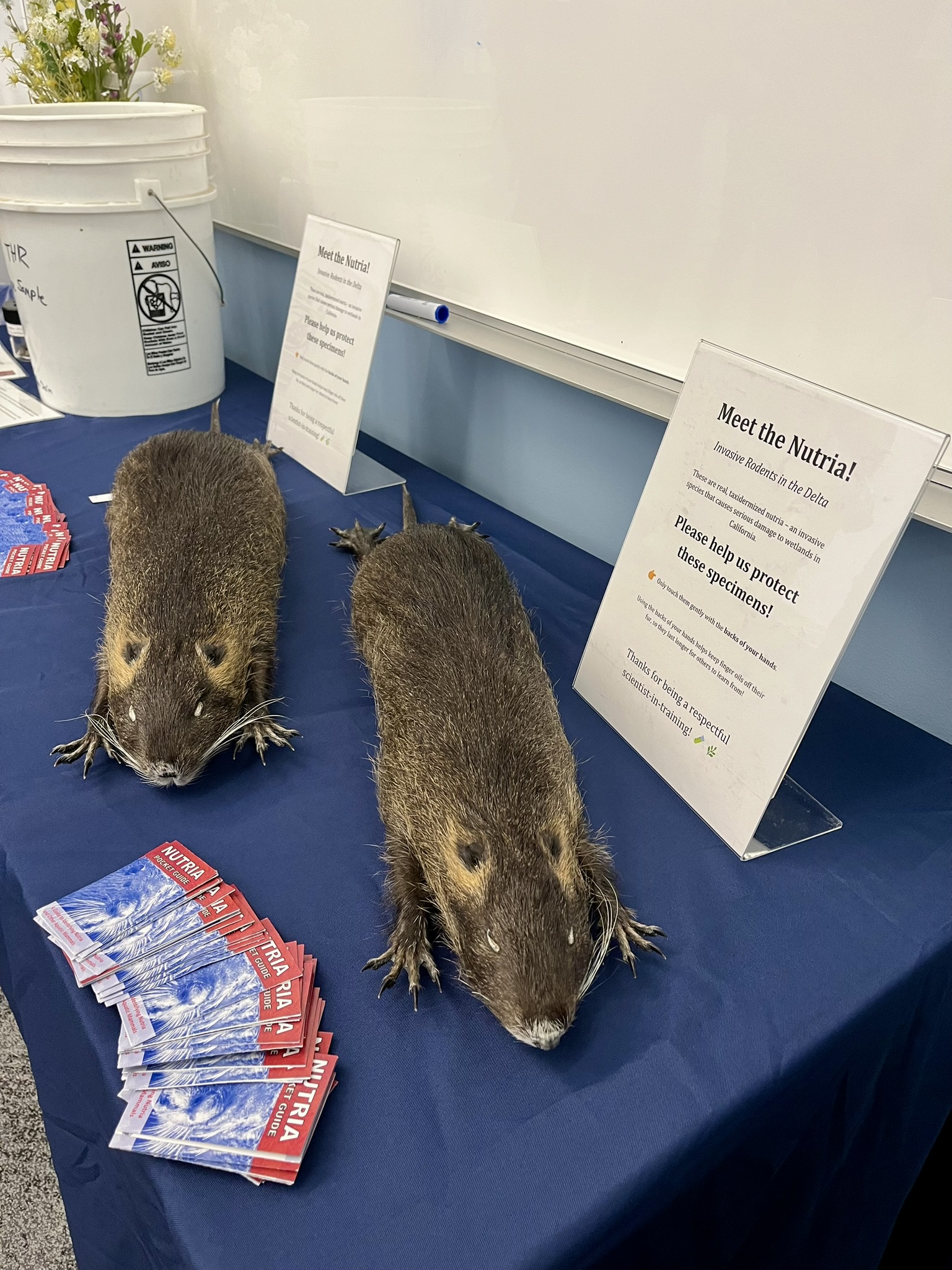 Two taxidermied brown animals (nutria) and brochures on a blue tablecloth.
